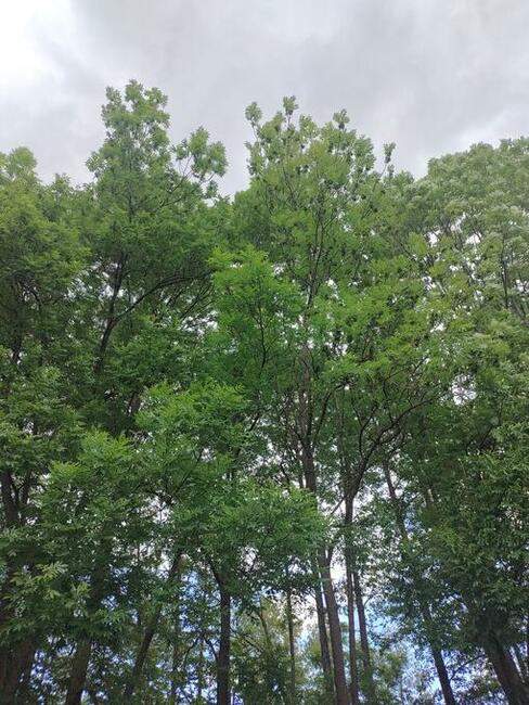 Szukam księżniczki