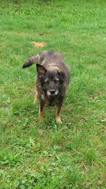 Wierna i dzielna starsza suczka szuka domu