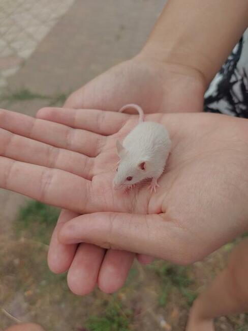 Szukam księżniczki