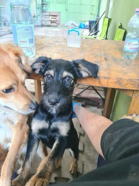 Trzy kochane ok 3,54 mczne psiaczki szukają domu LegioPsiaki