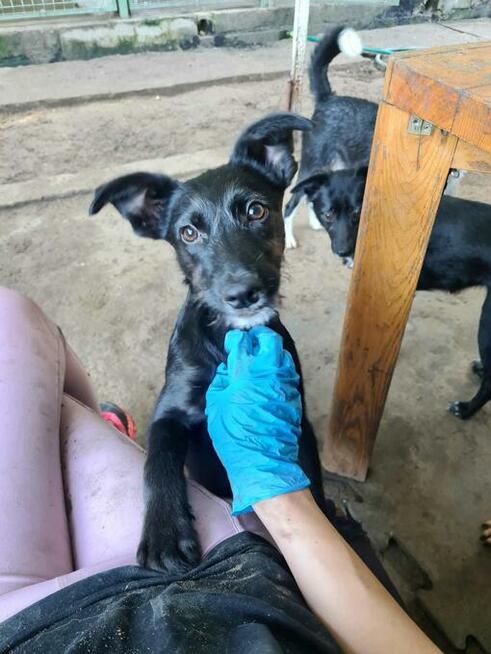 Trzy kochane ok 3,54 mczne psiaczki szukają domu LegioPsiaki