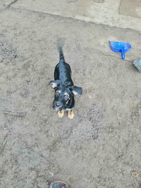 Trzy kochane ok 3,54 mczne psiaczki szukają domu LegioPsiaki