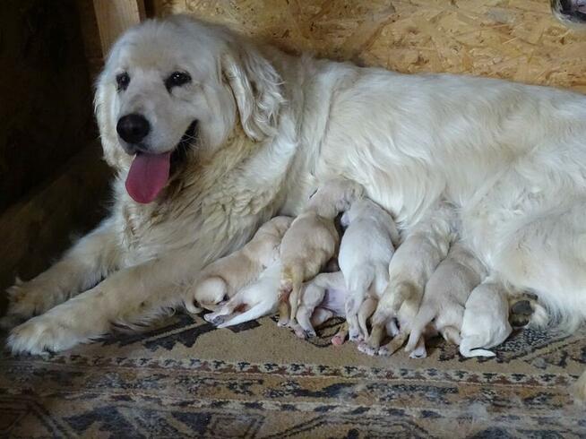 Golden retriever