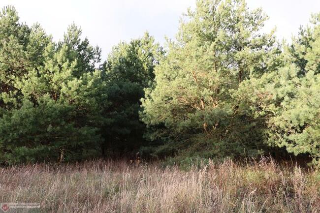 Działka budowlana Grzędzice gm. Stargard