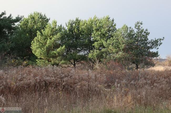 Działka budowlana Grzędzice gm. Stargard