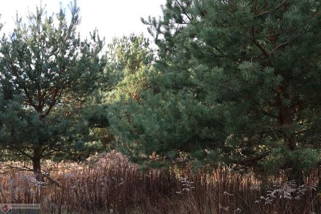 Działka budowlana Grzędzice gm. Stargard