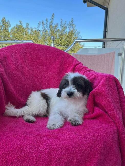 Cudowne maluchy Morkie maltańczyk york biewer ZOBACZ!