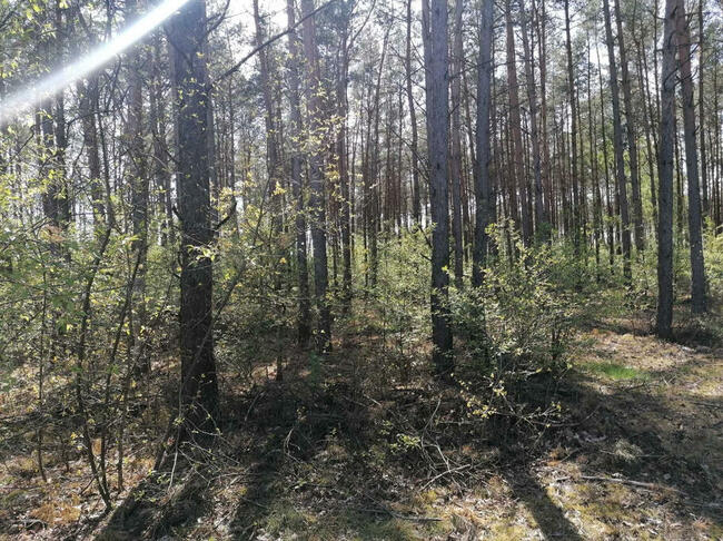 Działka Białasy gm. Szczutowo pow. sierpecki wz. mazowieckie