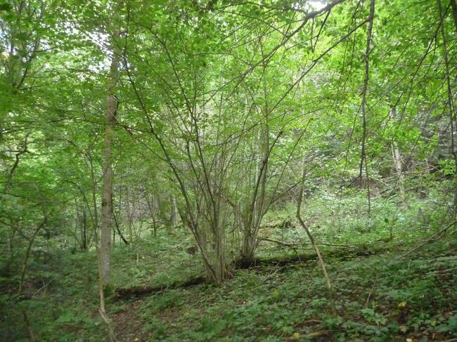 Działka rolna (do zalesienia) w Bezmiechowej Górnej