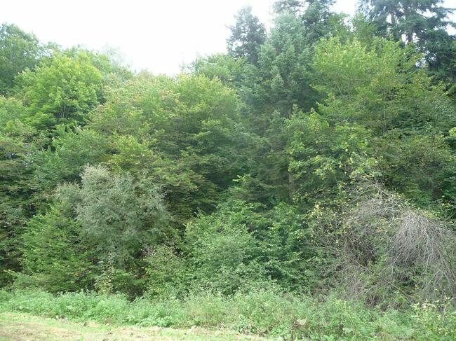 Działka rolna (do zalesienia) w Bezmiechowej Górnej