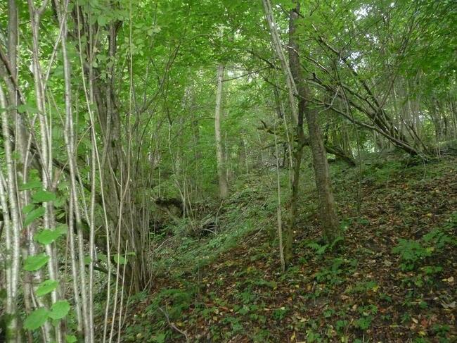 Działka rolna (do zalesienia) w Bezmiechowej Górnej