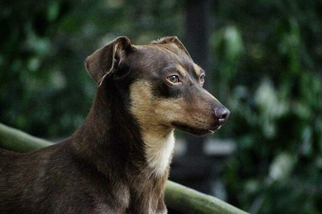 Tomek jamnik mix, nieśmiały łasuch, 3l, 7kg