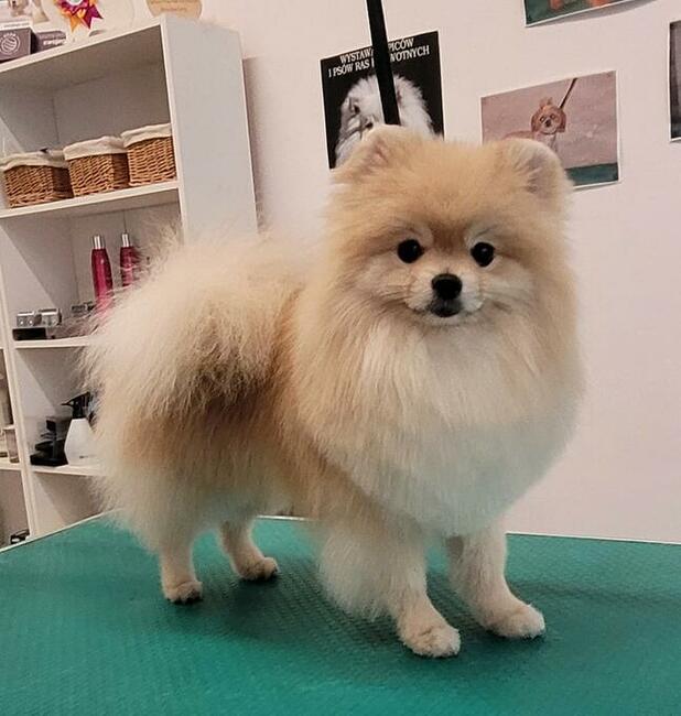 Psiaczek - Salon fryzjerski dla PSÓW , KOTÓW, KRÓLIKÓW