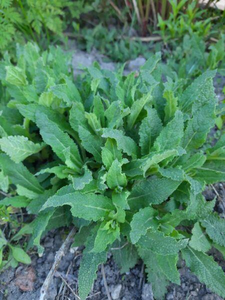 Byliny wieloletnie sprzedam