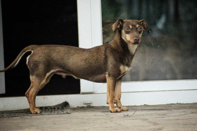 Tomek jamnik mix, nieśmiały łasuch, 3l, 7kg