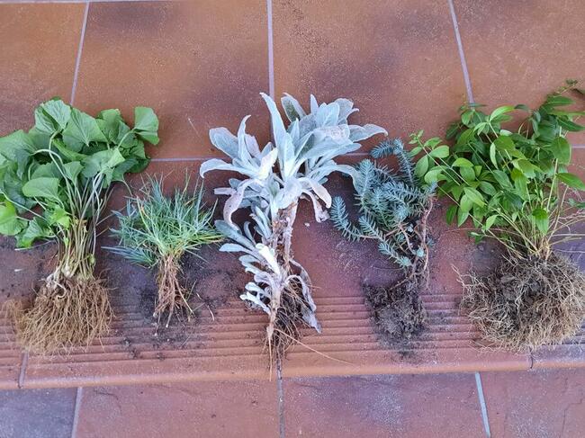 Byliny wieloletnie sprzedam