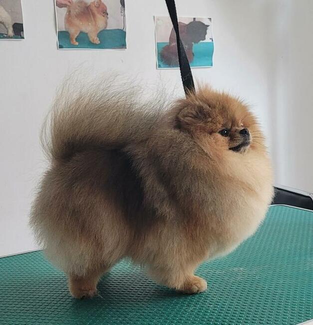 Psiaczek - Salon fryzjerski dla PSÓW , KOTÓW, KRÓLIKÓW