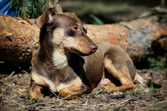 Tomek jamnik mix, nieśmiały łasuch, 3l, 7kg