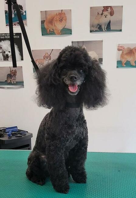 Psiaczek - Salon fryzjerski dla PSÓW , KOTÓW, KRÓLIKÓW