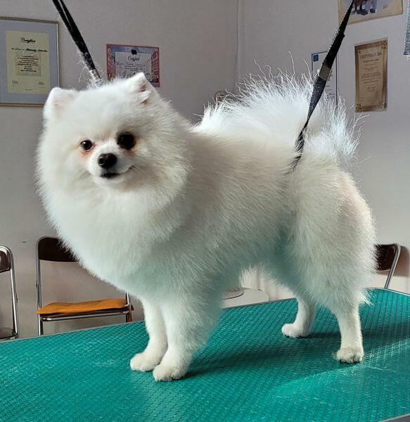 Psiaczek - Salon fryzjerski dla PSÓW , KOTÓW, KRÓLIKÓW