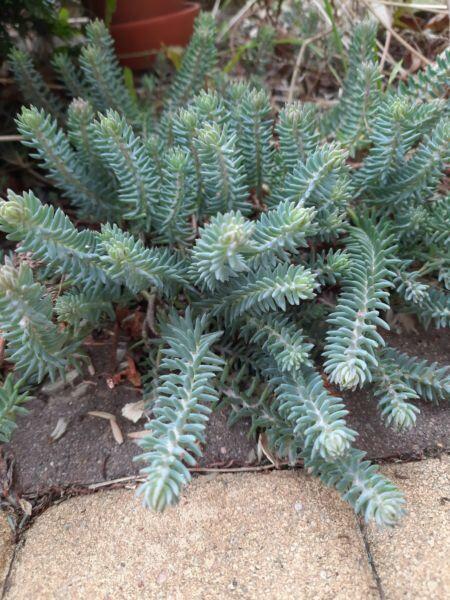 Byliny wieloletnie sprzedam