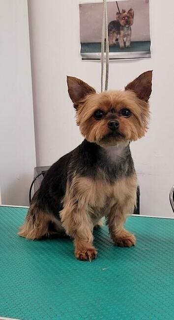 Psiaczek - Salon fryzjerski dla PSÓW , KOTÓW, KRÓLIKÓW