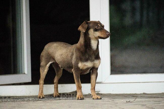 Tomek jamnik mix, nieśmiały łasuch, 3l, 7kg