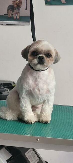 Psiaczek - Salon fryzjerski dla PSÓW , KOTÓW, KRÓLIKÓW