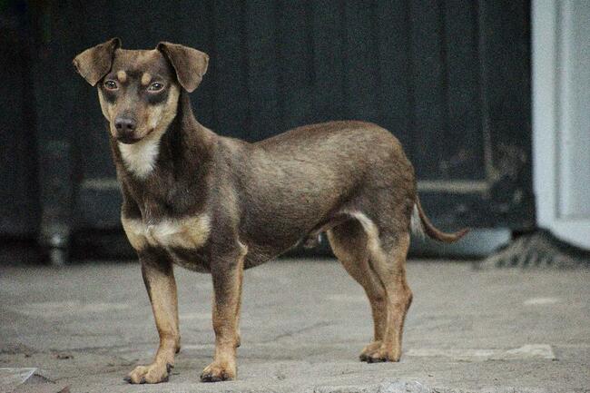Tomek jamnik mix, nieśmiały łasuch, 3l, 7kg