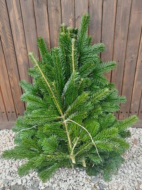 Stroisz jodłowy, gałęzie jodły kaukaskiej