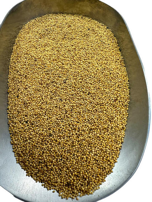 Gorczyca ziarno, nasiona