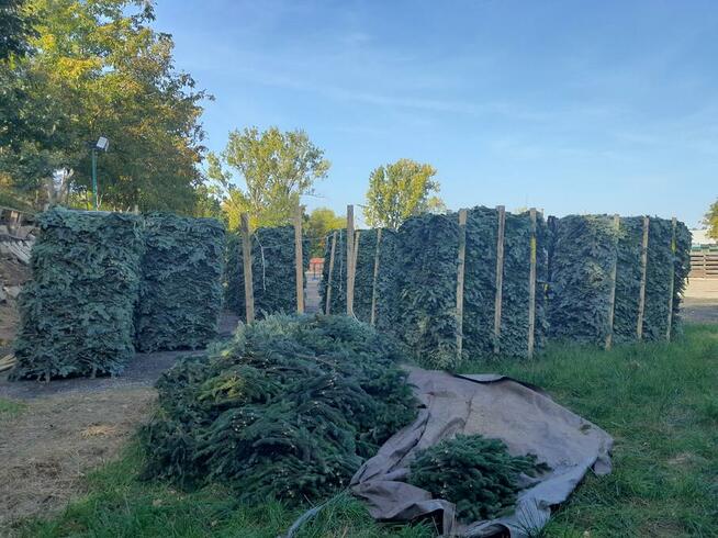 Stroisz jodłowy, gałęzie jodły kaukaskiej