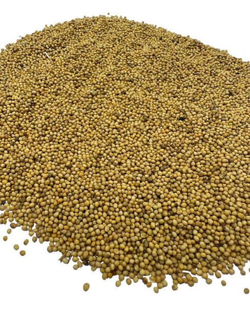 Gorczyca ziarno, nasiona