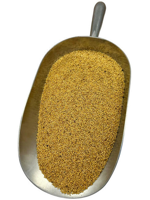 Gorczyca ziarno, nasiona