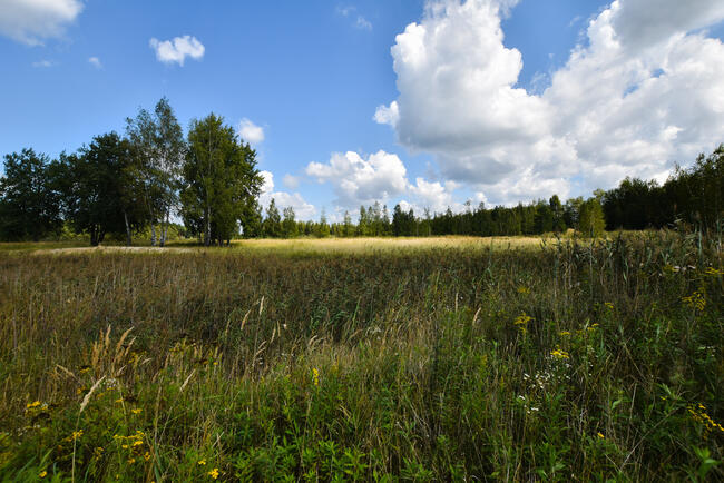 Działka 480ar - Budy Głogowskie