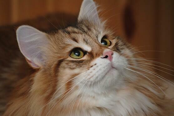 Hodowla Kotów Syberyjskich & Neva Masquerade Nowa Era*PL