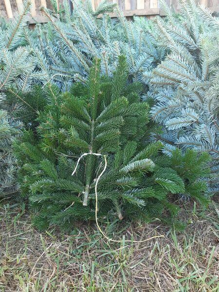 Stroisz jodłowy, gałęzie jodły kaukaskiej