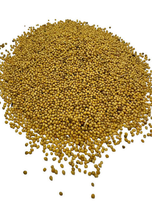 Gorczyca ziarno, nasiona