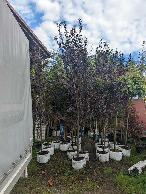 Śliwa wiśniowa Pissardi