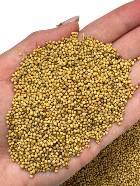 Gorczyca ziarno, nasiona