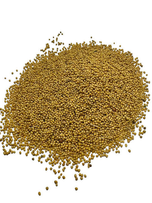 Gorczyca ziarno, nasiona