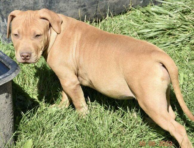 Pit bull !!! ADBA