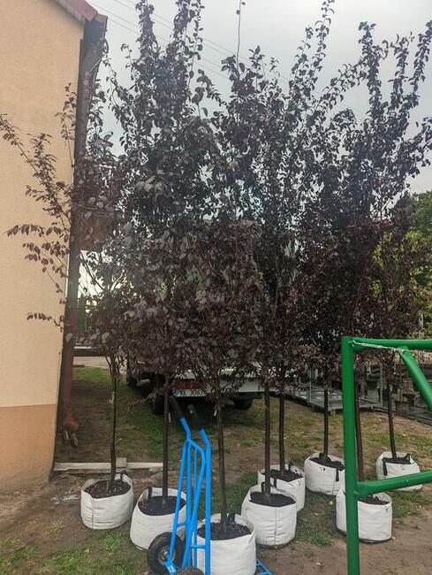 Śliwa wiśniowa Pissardi