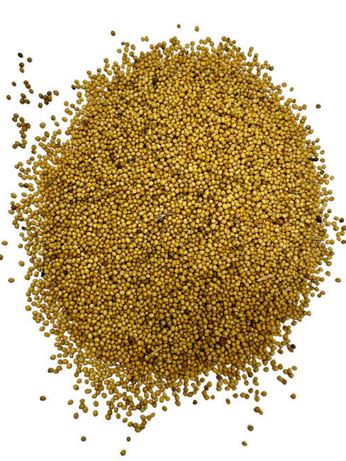 Gorczyca ziarno, nasiona