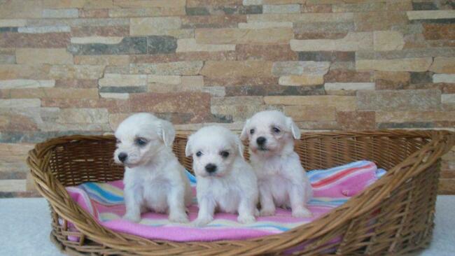 Maltanczyk szczenieta