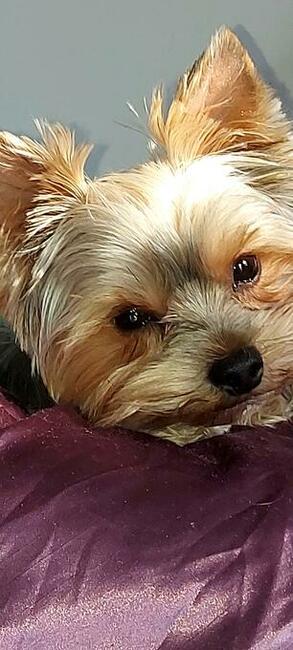 mini yorki, yorkshire-reproduktor