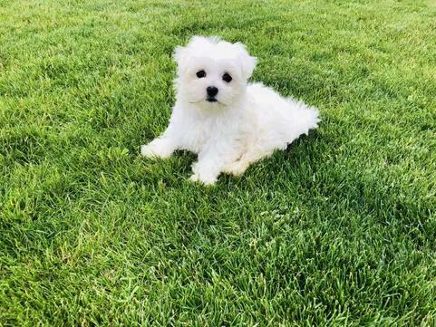 Maltanczyk szczenieta