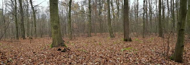 Przepiękny las w miejscowości Samoklęski