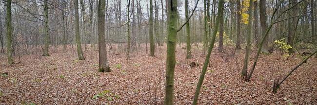 Przepiękny las w miejscowości Samoklęski