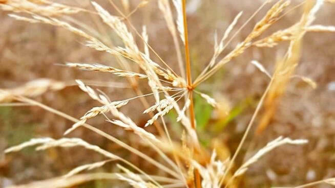 Nałęczów - działka usługowa - 67ar